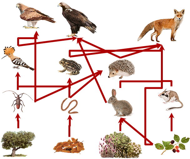 importancia de las cadenas alimenticias y redes troficas biolog 237 a y geolog 237 a 2 186 eso los ecosistemas composici 243 n importancia de las cadenas alimenticias y redes troficas biolog 237 a y geolog 237 a 2 186 eso los ecosistemas composici 243 n
