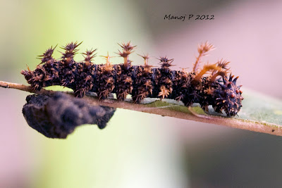 Caterpillar of Commander Butterfly Caterpillar of Commander Butterfly