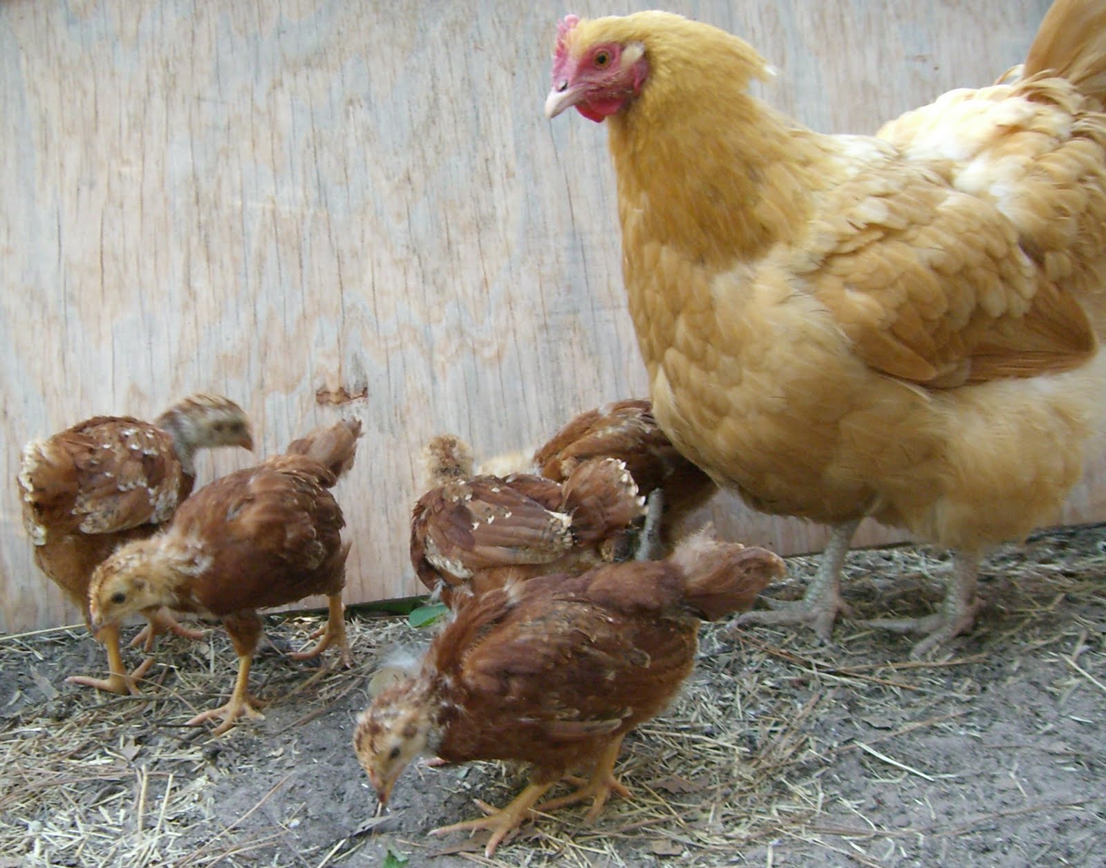 http://4.bp.blogspot.com/-MJihGnFufjY/TerWzk1EjPI/AAAAAAAAAGk/eiJAOY_3-CY/s1600/BuffyAndChicksBeforeBedtime.jpg