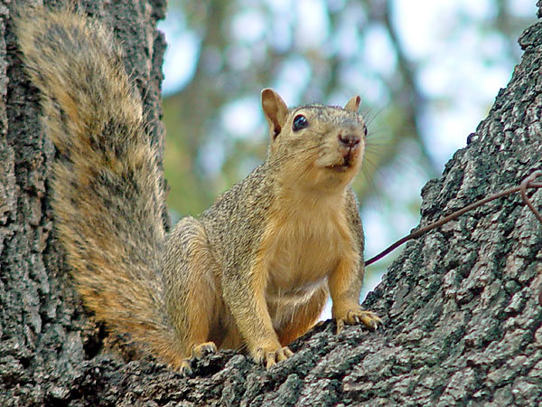 General Types of Squirrels General Types of Squirrels
