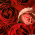 Red Flower Wallpaper