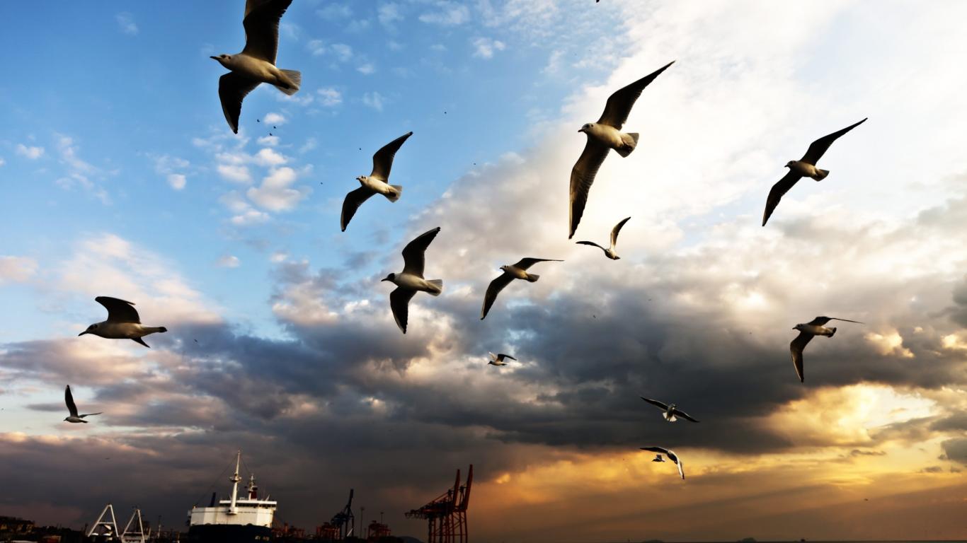 http://4.bp.blogspot.com/-MJtkJBtc990/T-g10PBB4bI/AAAAAAAABk8/P8n6wtBoiY0/s1600/nature+wallpaper-seagull+(8).jpg