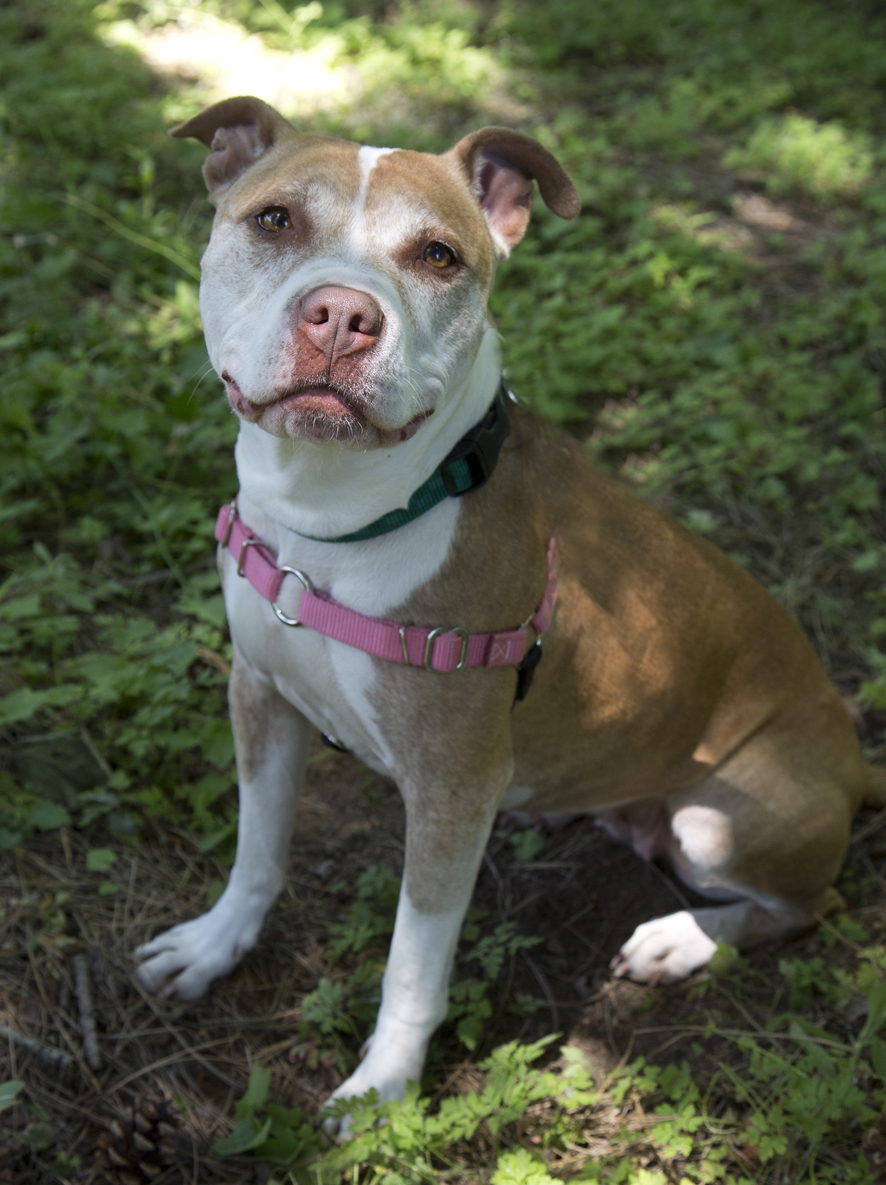 shelter dogs of portland prada gentle sensitive lady