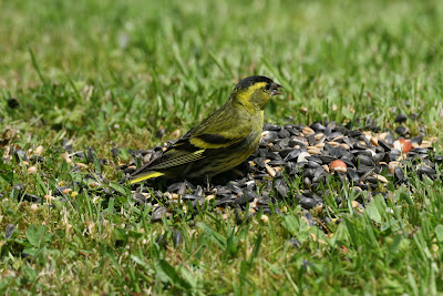 My Garden: A garden full of birds