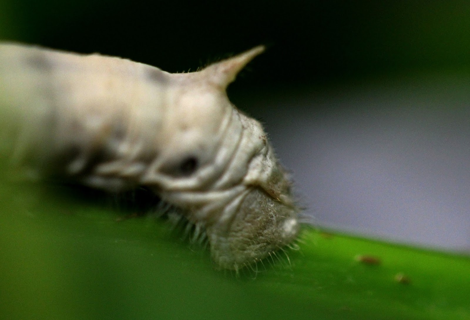 Amazing Silkworms: Anatomy of the Silkworm Larva (Part 2)
