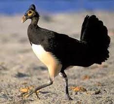 Greenaddict Identifikasi Keteritorialan Burung Maleo Di Sulawesi