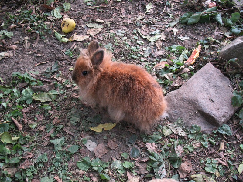Рыжий кролик