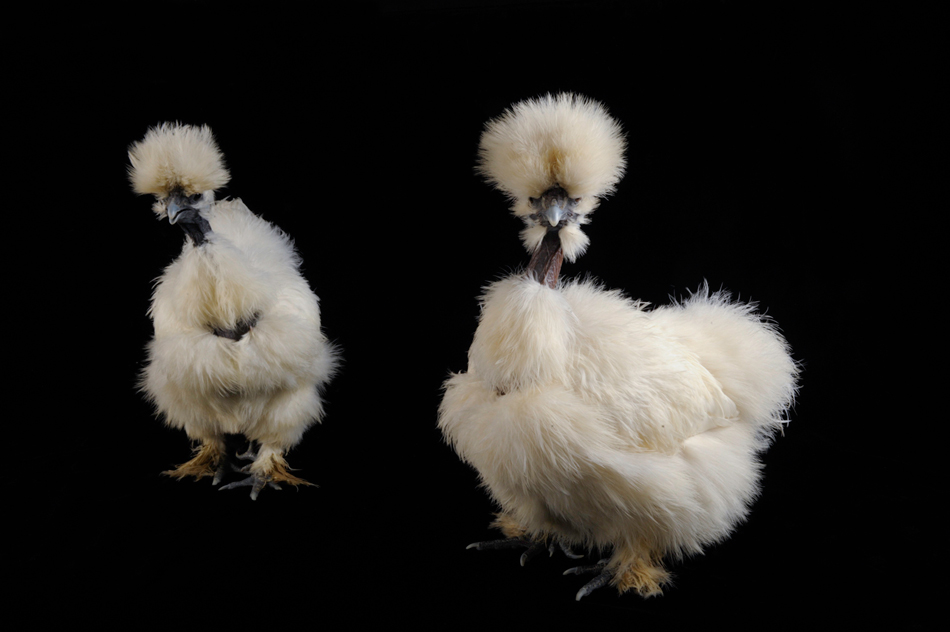 15 best Showgirl chickens images on Pinterest | Actresses 