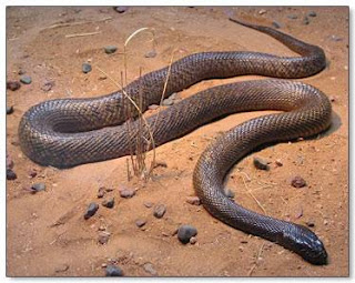 Pictures Of Snakes