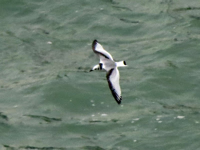 Black-legged Kittiwake (juv) - Niagara Falls, ON