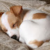Γιατί οι σκύλοι μαζεύονται όταν κοιμούνται; ...