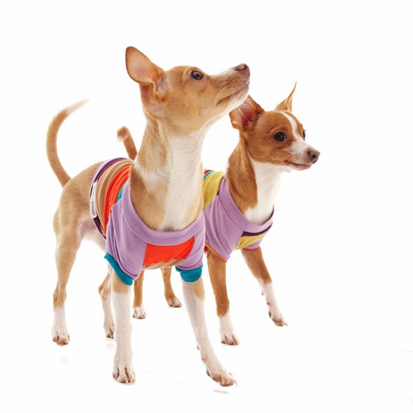 jett and monkey's dog shoppe