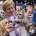 Egyptian Mau Outcrossed To Feral Middle Eastern Cats