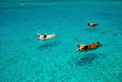 Unusual Tourists Invade Bahamas Seen On www.coolpicturegallery.us