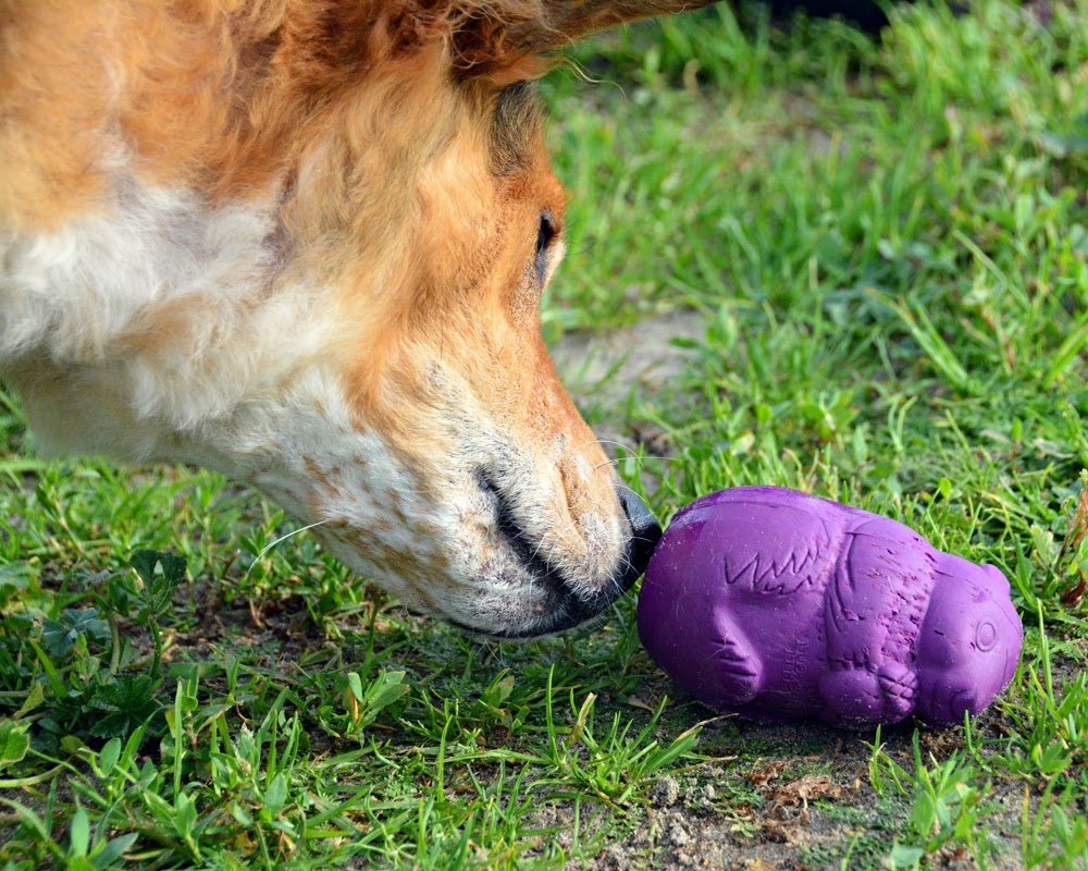 The Dog Geek: Puzzle Toy: Kong Quest Starpod