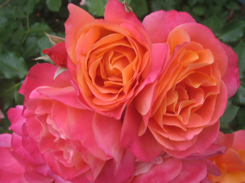 Disneyland Rose Garden
