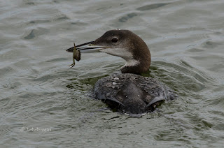 Colimbo grande, Gavia immer, Great Northern Diver