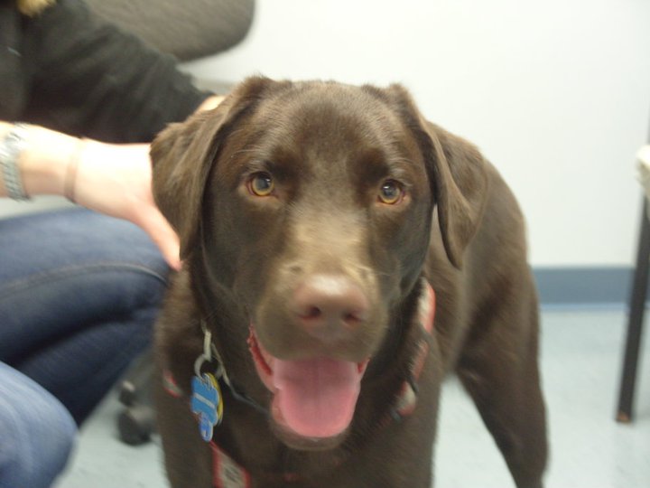 Canine Megaesophagus Summer Hydration with Knox Blox