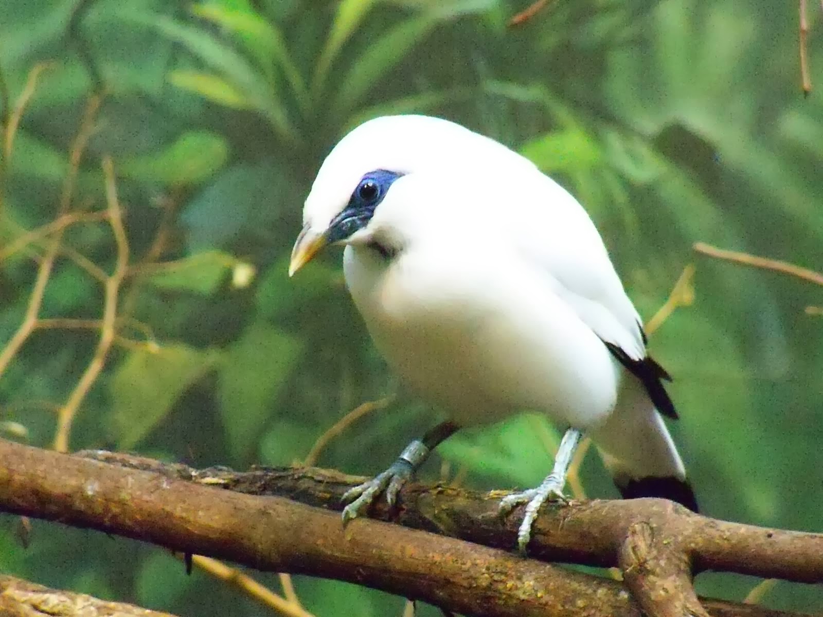world beautiful birds bali mynah birds interesting world beautiful birds bali mynah birds interesting