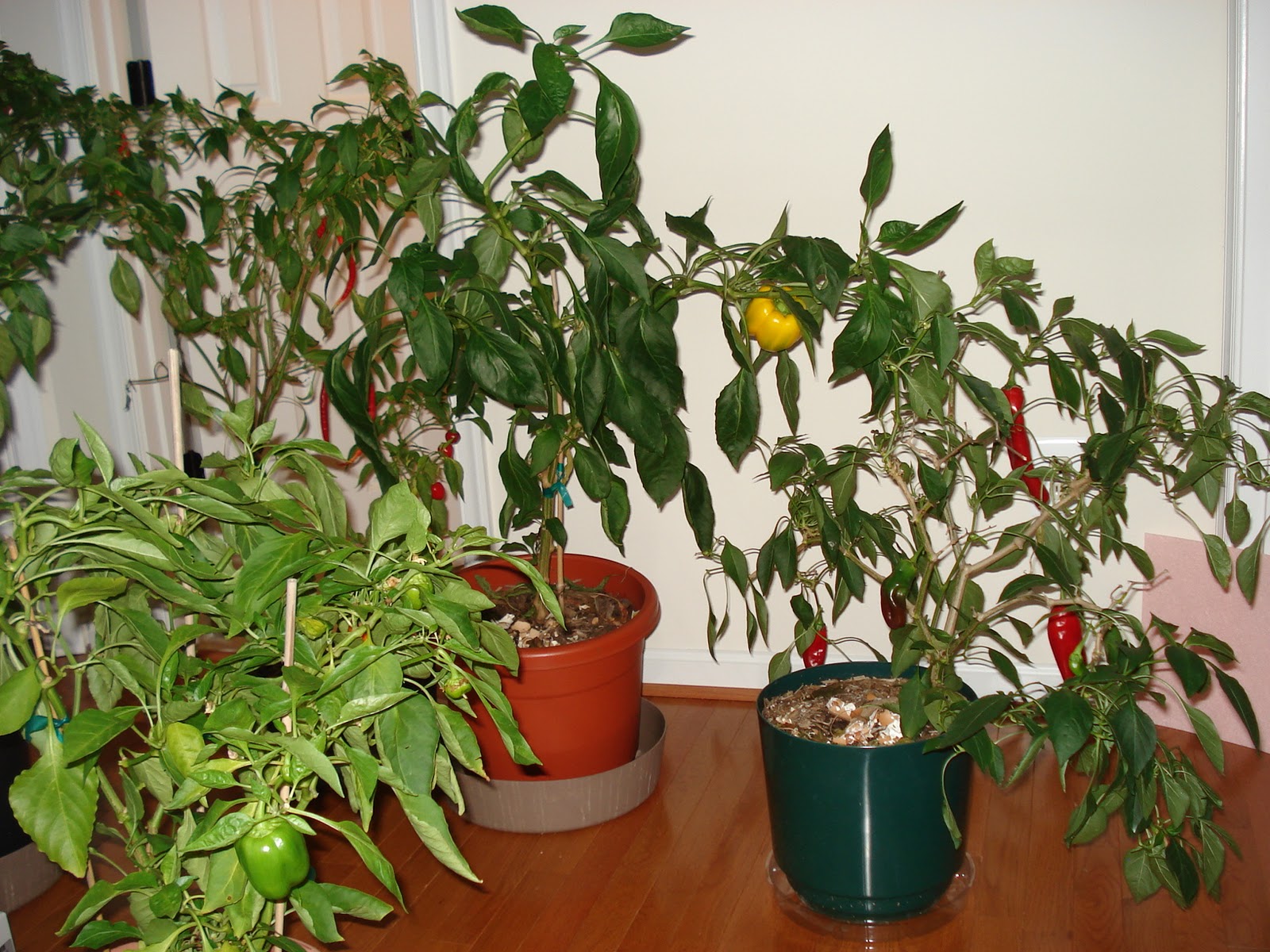 Growing Peppers Indoors