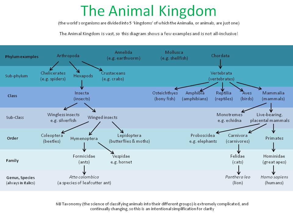 Scientific Classification Of Animals Chart