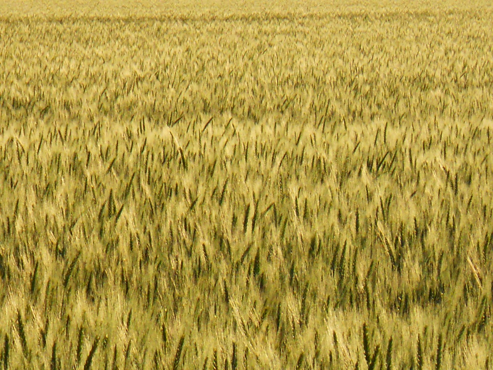 Waving Wheat
