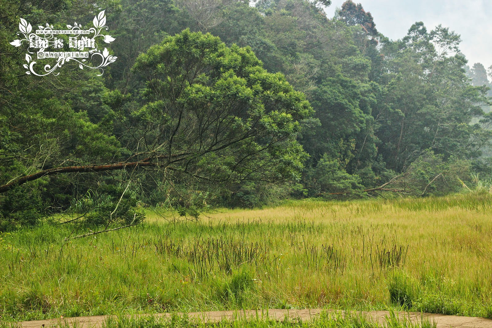 Rumput Wlingi Dieng Rumput Wlingi Dieng
