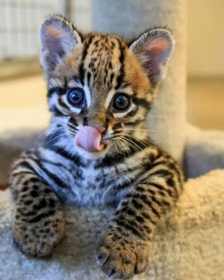 Funny animals of the week - 7 March 2014 (40 pics), cute baby ocelot