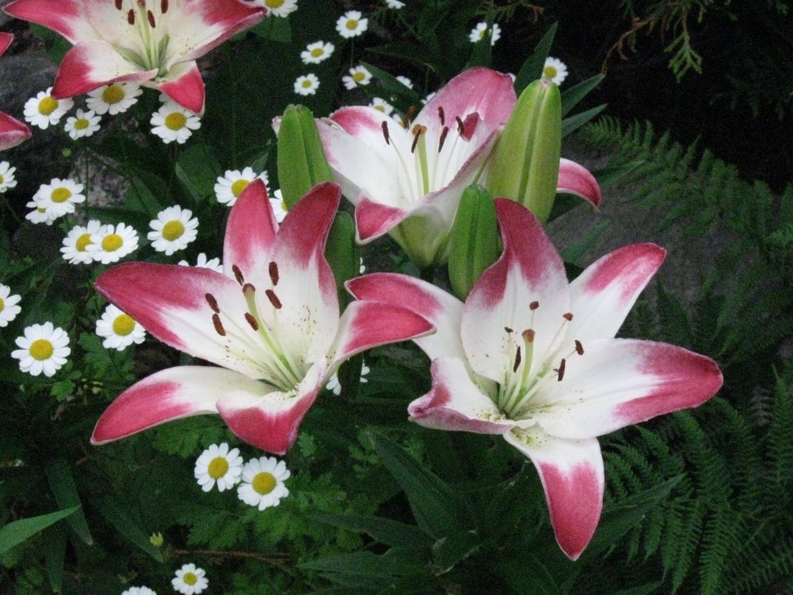 Blomsterbo: taklökstavla