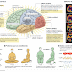 8 semanas de meditación pueden cambiar el cerebro