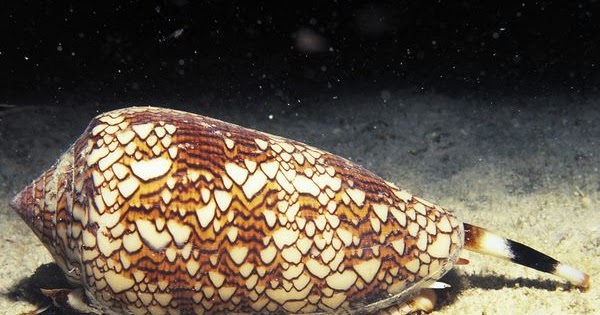 cone snail cone snail