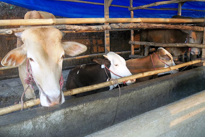 harga sapi qurban kambing kurban 2013 jenis 4 harga sapi qurban kambing kurban 2013 15 jenis4