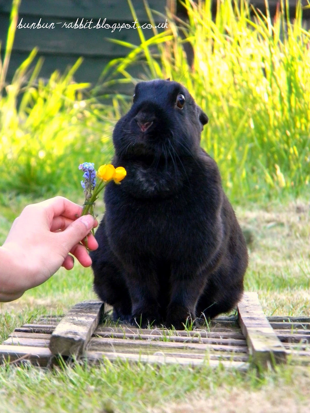 BunBun buttercups and flowers...