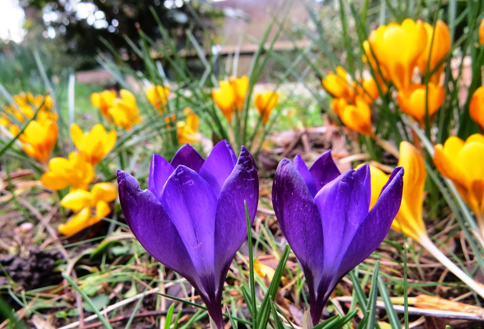 The Best Stamps New beginnings.....flowers