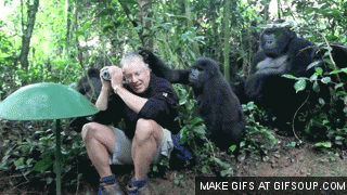 Funny animal gifs - part 50 (10 gifs), funny animated gifs, funny animals, animal gifs