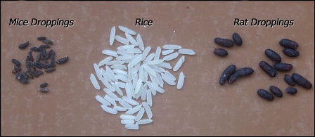 Practical Gardening: Get Rid of Rats in the Garden Now! - Part 4