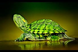 second turtle