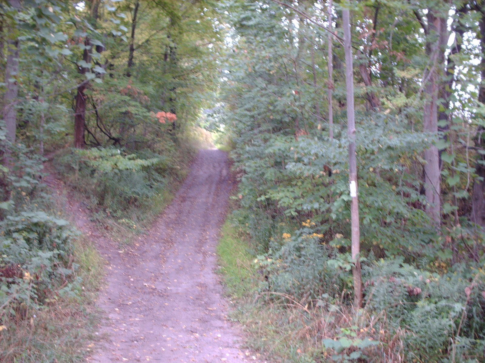 Black Walnut Trail Short Hills Provincial Park Chase March
