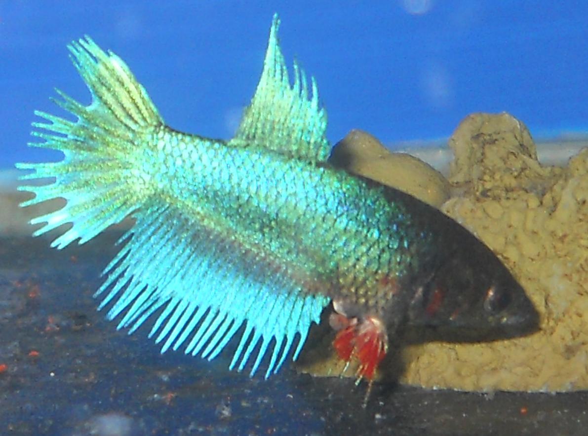 Betta Egg Spot