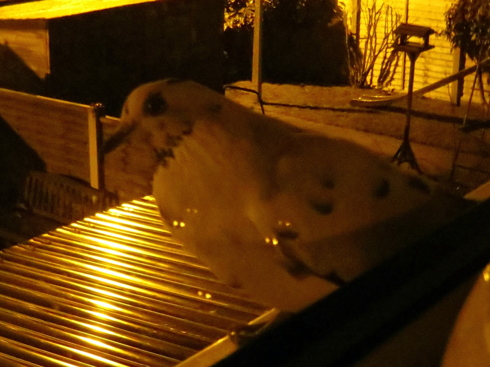 pigeon on the bedroom window sill.