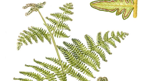 Bukan Sekedar Materi Tumbuhan Paku