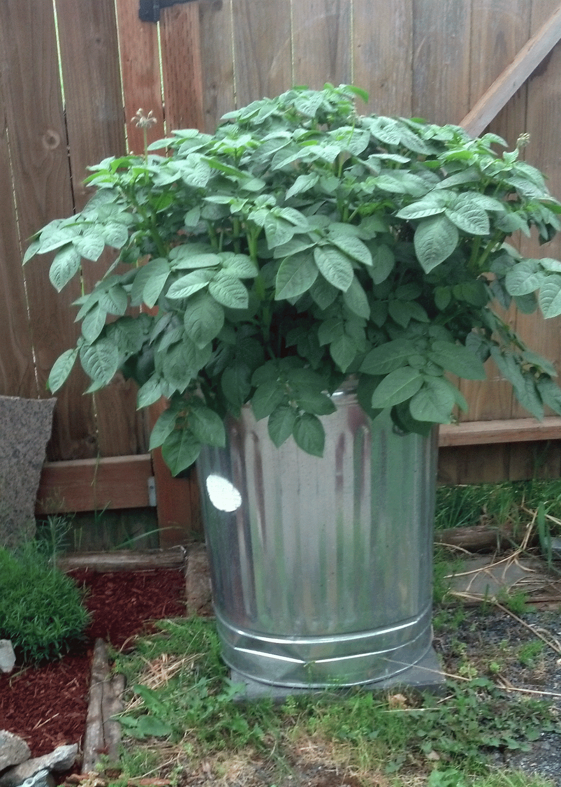 Tips for the Lazy Gardener Trash Can Potatoes