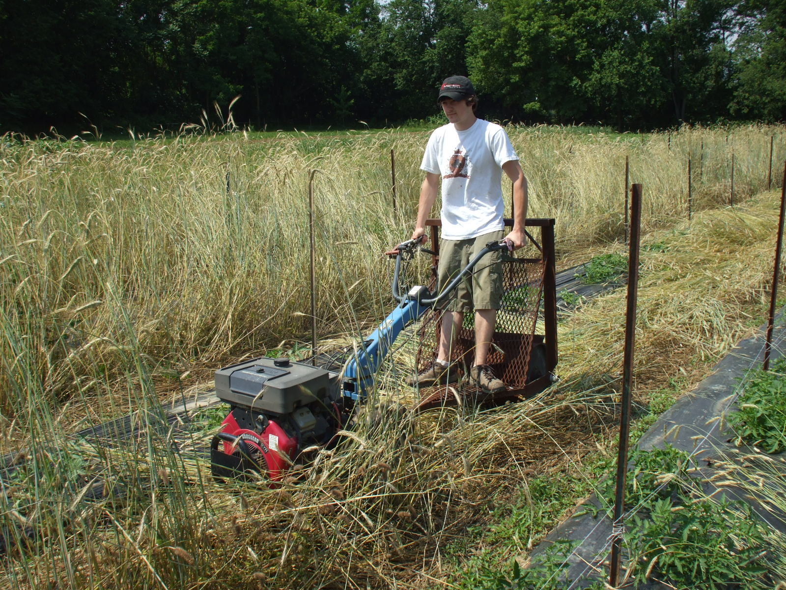 Notes from the Farm Mini crop roller