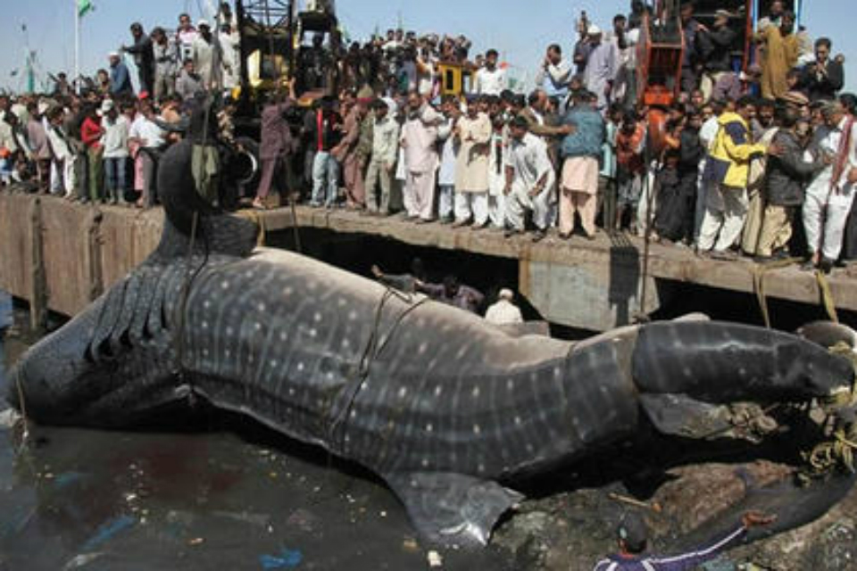 . HALLAN EL PEZ MAS GRANDE DEL MUNDO