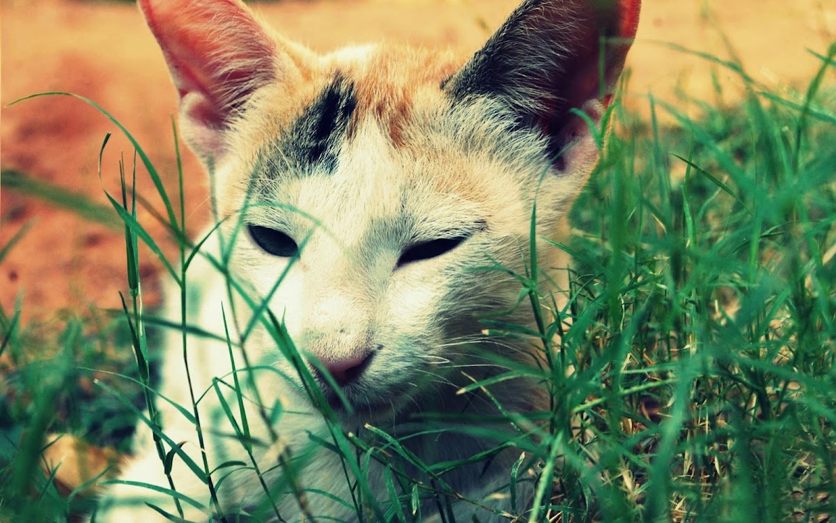 Cat in Grass 2