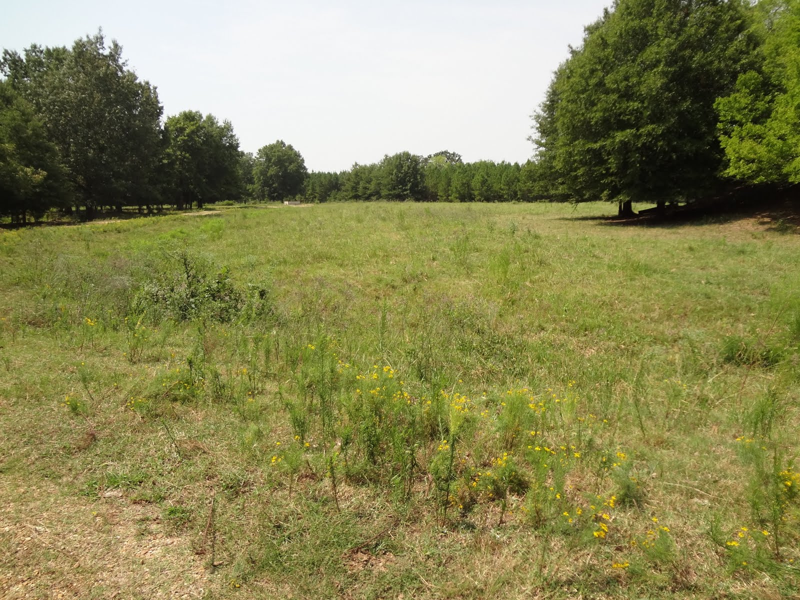 Overgrazed Land