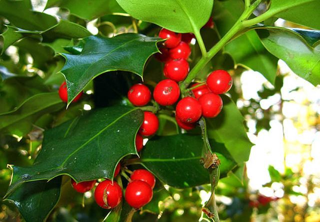 El Mundo Magico de Anjana ACEBO