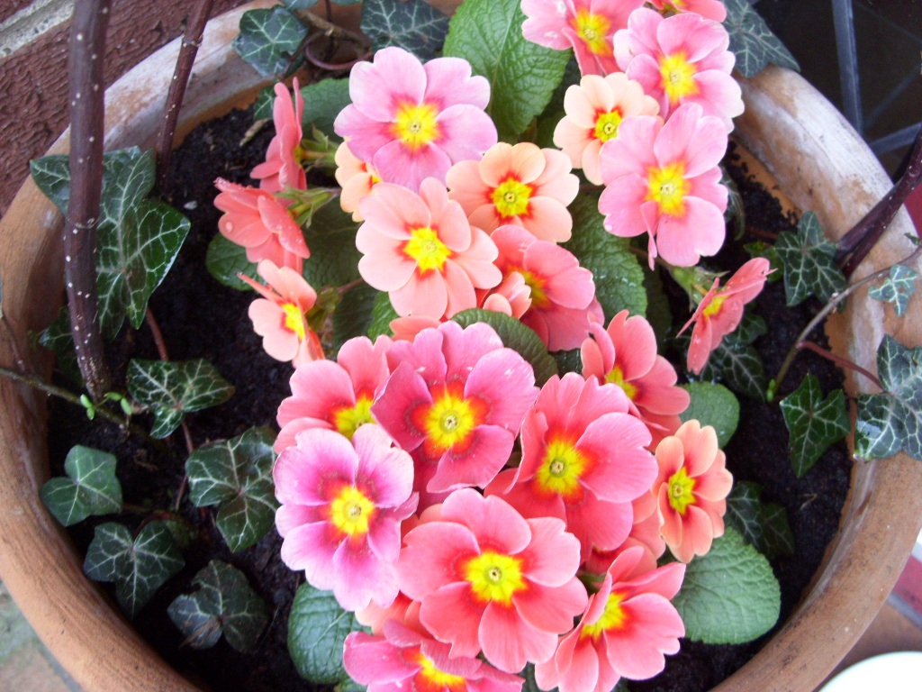 Kelli's Northern Ireland Garden March Garden Overview