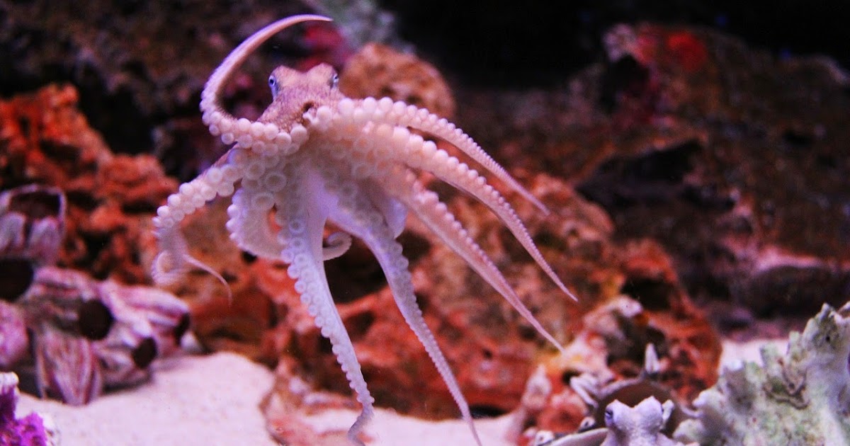 Neat Questions “What is octopus ink made of?”