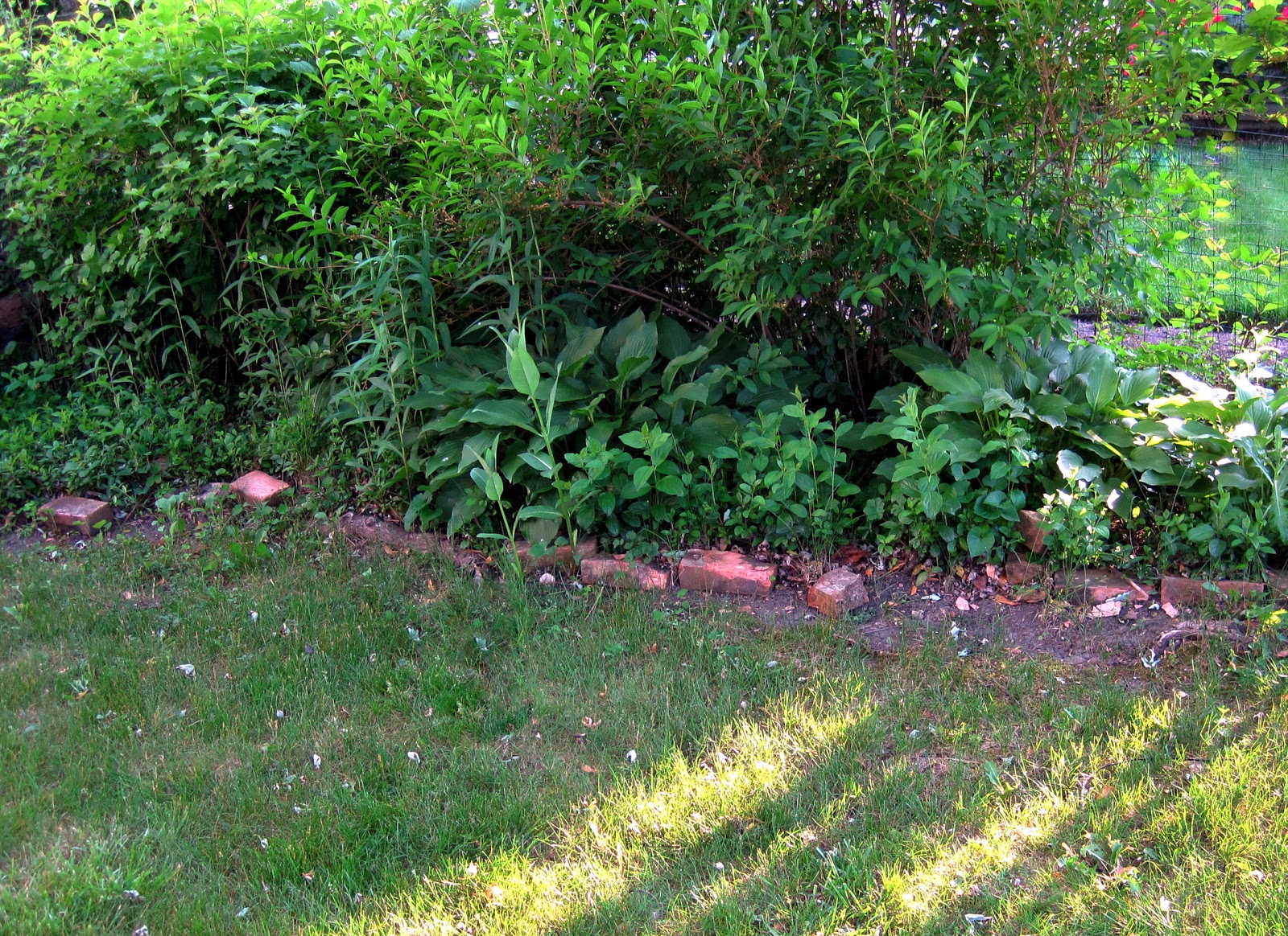 Plants For Shady Areas Home Decorating IdeasBathroom Interior Design